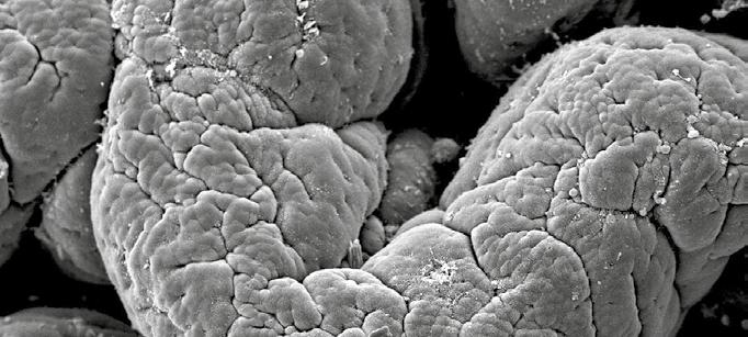 Ook de structuur en lengte van de microvilli in de darmen worden verbeterd, waardoor de voedingsstoffenopname toeneemt. Van BIO-MOS is bekend dat het een positieve invloed heeft op ziekteresistentie.