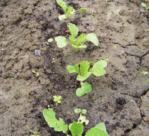 nog meer weetjes Uitdunnen Dit betekent dat je na het zaaien, als de jonge plantjes boven de grond