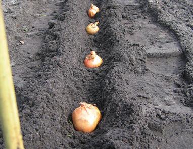 Ze zijn dan ook familie van elkaar, net als prei, knoflook en bieslook. Ze ruiken allemaal sterk... poten Poten kan in maart, april. Verdeel de sjalotten eerst over het plantvak.