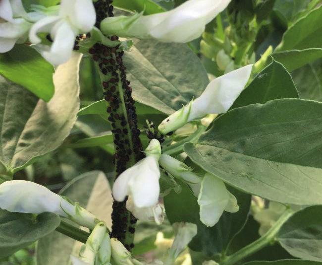 nog meer weetjes Tuinbonen kunnen veel last hebben van de zwarte bonenluis.