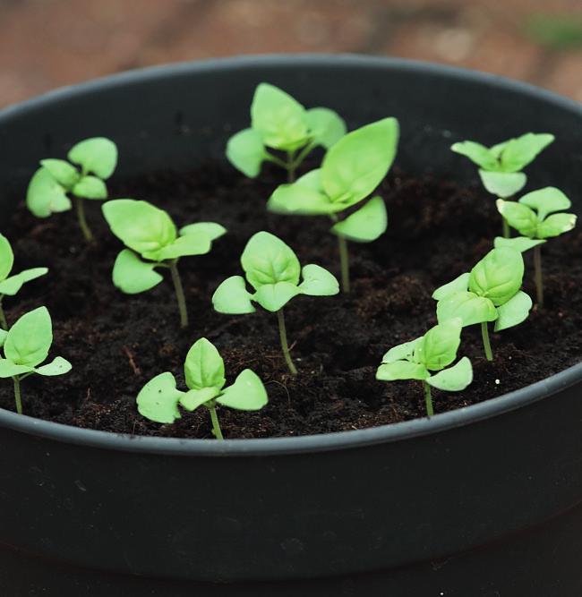 Na een week zijn de planten wel gewend aan het buitenleven en zet je ze op een warme, zonnige plek, uit de wind. Dit noem je afharden.