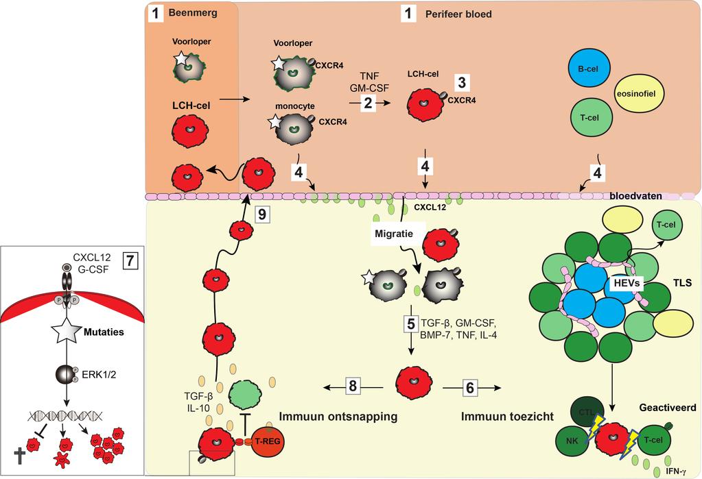 Figuur 1. Hypothese van de ontstaanswijze van LCH (1) In ons voorgestelde hypothese worden LCH voorlopercellen geraakt door een mutatie in het beenmerg of perifere bloed.