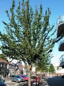 Eind 2015 is in Voerendaal gestart met een VTA-inspectie van de bomen binnen de gemeente Voerendaal. Deze wordt in het voorjaar 2016 afgerond.