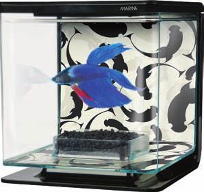 TETRA 11 99 BETTA YIN