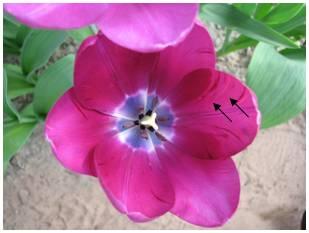 door  (Aceria tulipae).