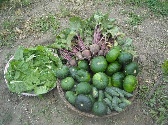 Pagina 3 van 5 Kindertehuizen De eerste oogst en wat hebben sport en moestuinen met elkaar gemeen Hoewel het project op de kindertehuizen eigenlijk nog niet zo lang loopt hebben verschillende