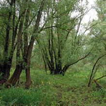 natuurlijke