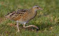 Deelgebied Broeken Landschap Knotbomen: Schietwilg, gewone es, zwarte els, zwarte populier langs sloten en beken en in lager gelegen delen van het gebied. Elzensingels, knotbomen, broekbossen.