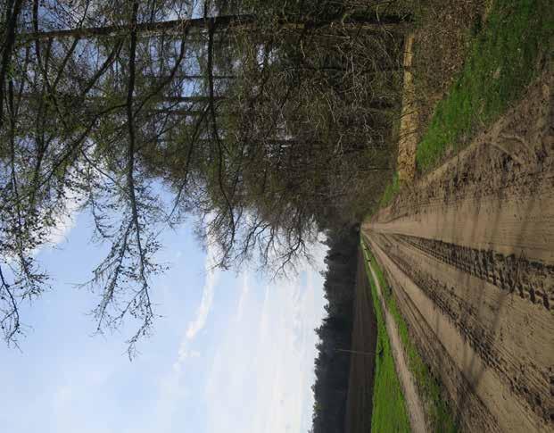 Streekeigen beplanting Deelgebied Groote Veld Landschap In en aan de rand van het bos: loofbomen zoals eik, beuk, berk en lijsterbes.