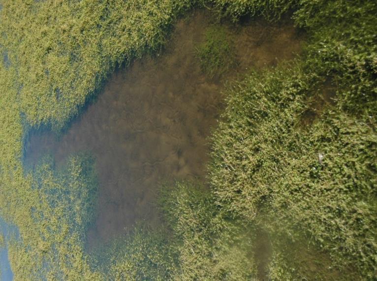 (Van Kleef et al., 2016). Met financiering van de Provincie Noord-Brabant, de NVWA en het programma OBN wordt onderzoek verricht naar de habitateisen van de invasieve watercrassula.