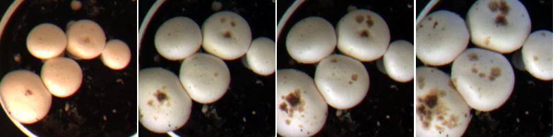 3.5 Trichoderma harzianum (Groene schimmel) De kleurenopnames laten verschillende fasen van een infectie zien.