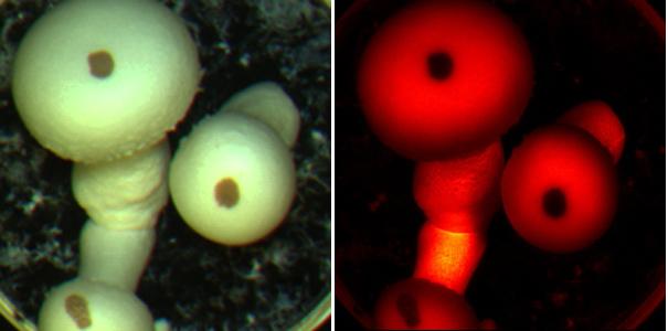3.2 Fluorescentie bij witte champignons Uit de fluorescentiebeelden blijkt dat gezonde witte champignons een egaal licht fluorescentiebeeld geven.