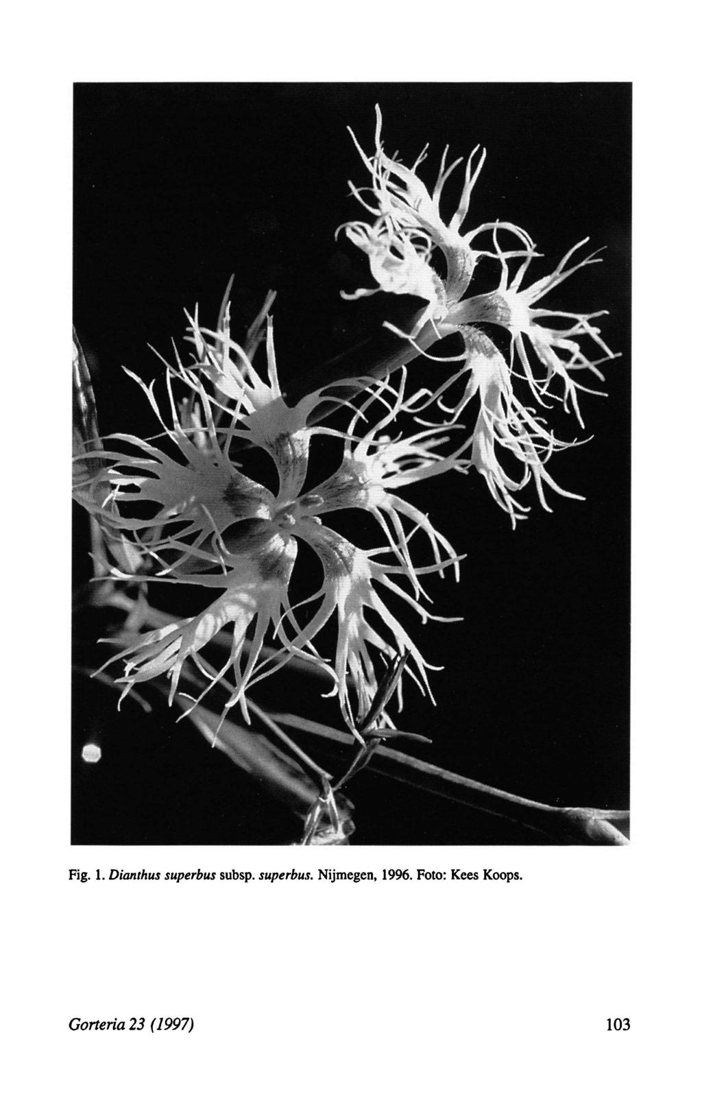 Fig. 1. Dianthus superbus subsp.