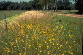 Recreatiepakket W2: Onverharde weg met bloemrijke bermen Wat is een onverharde weg met bloemrijke bermen?