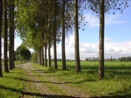 Recreatiepakket W3: Onverharde weg met bomen Wat is een onverharde weg met bomen?