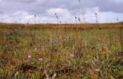 Maatregelen Via 10 ha particulier natuurbeheer worden op strategische locaties midden in het duingebied twee landbouwkundige enclaves opgeheven.