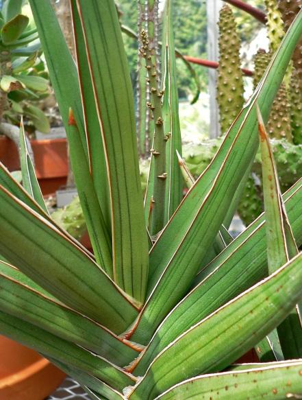 Stichting Plant Resources of Tropical Africa 1. Lange-termijn 2. Internationaal 3.