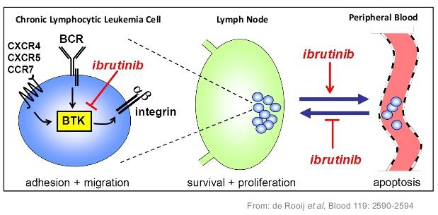 Werking van ibru+nib (Imbruvica) B-cel