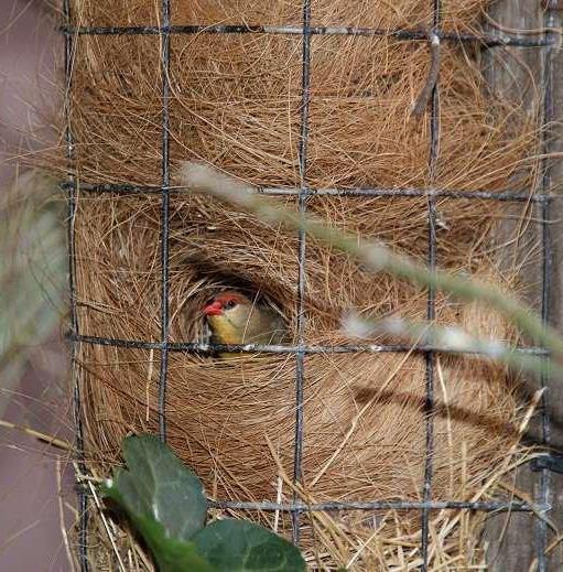 Voeding: U kunt Tijgervinken als basis voer een zaadmengsel voor kleine tropische vogels geven.
