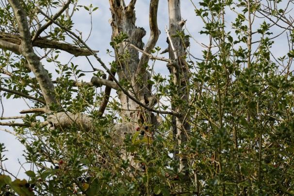 In het plangebied zijn bomen met geschikte holtes afwezig. Het plangebied bevat ook geen gebouwen. Daardoor ontbreken verblijfplaatsen voor vleermuissoorten.