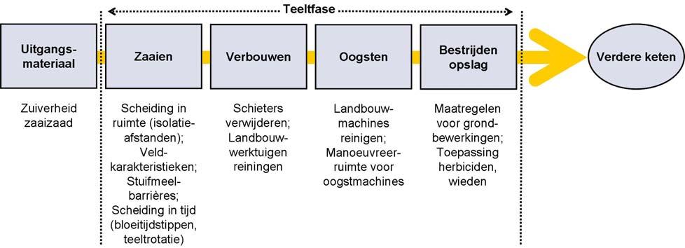 De zuiverheid van zaaizaad is bepalend voor de zuiverheid verder stroomafwaarts in de productieketen.