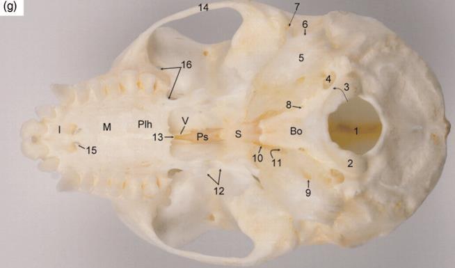 crista nuchae (Casteleyn et al., 2012). Fig. 7: Ventraal aanzicht: 1. foramen magnum; 2. condylus occipitalis; 3. canalis nervi hypoglossi; 4. foramen jugulare; 5. bulla tympanica; 6.