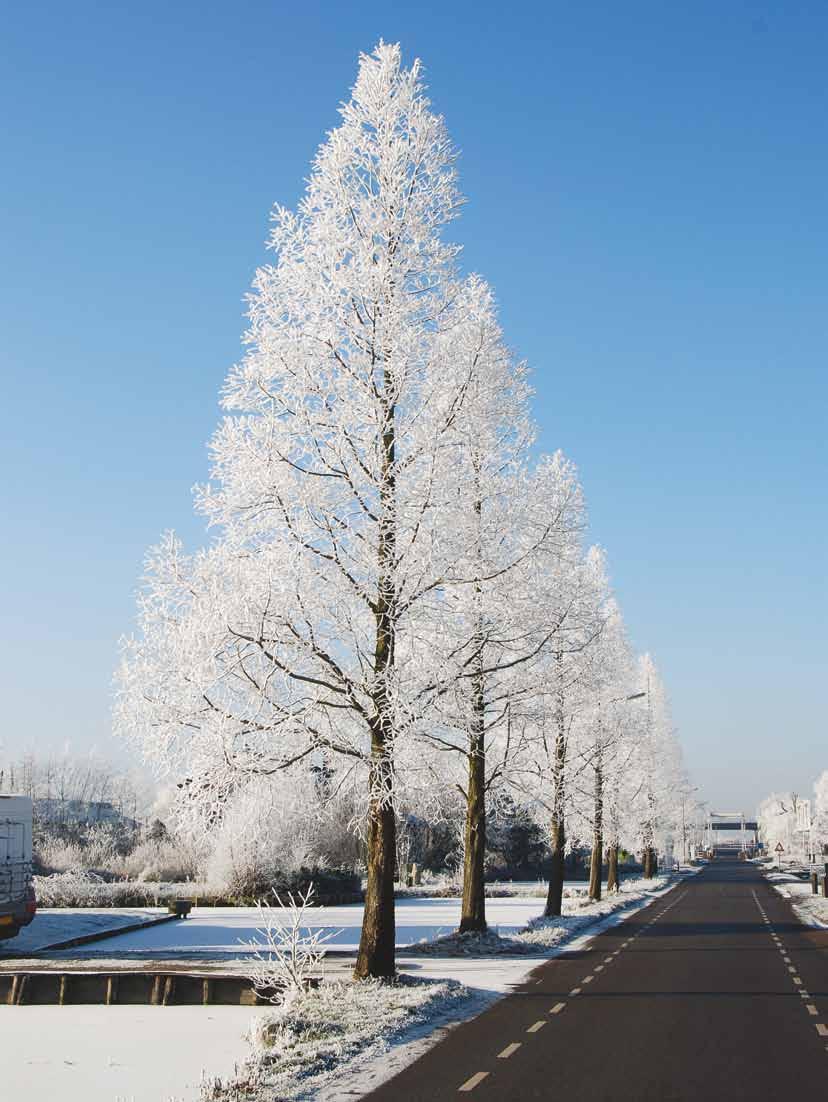 Metasequoia glyptostroboides in Boskoop.