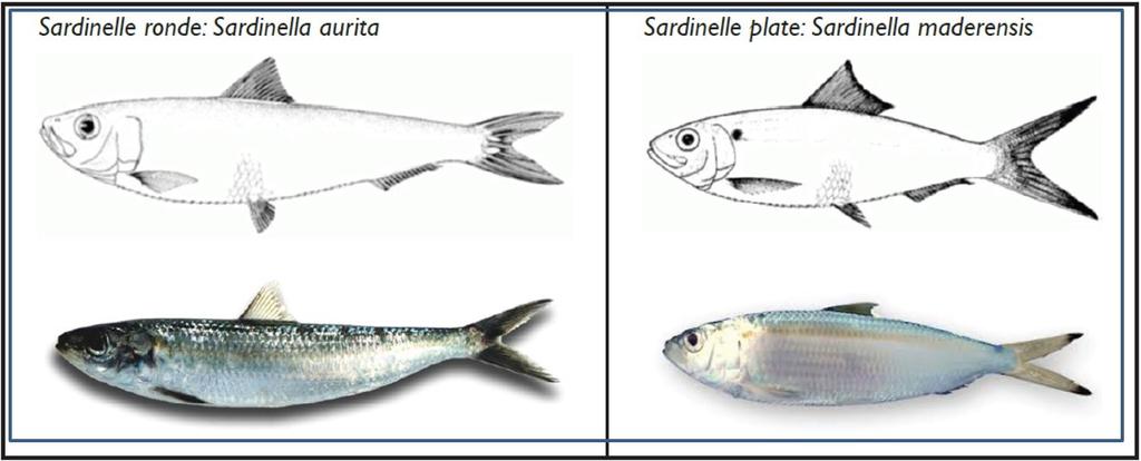 De ronde sardinella (links) en de platte sardinella (rechts). Union Africane Kenmerken Beide sardinella soorten zijn haringachtige vissen die sterk op elkaar lijken.