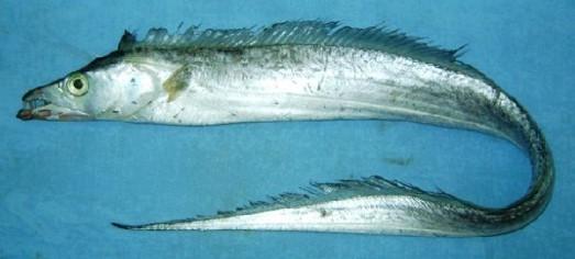4.3. Bijvangstsoorten West-Afrikaanse wateren De belangrijke bijvangstsoorten van commercieel belang zijn de horsmakreel, de platte sardinella (Sardinella maderensis), de haarstaartdegenvis