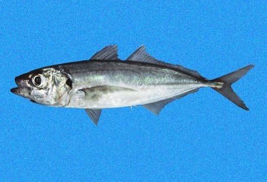 De belangrijkste vissoorten voor de pelagische vloot in de Grote Oceaan zijn: De Chileense horsmakreel (Trachurus murphyi) De Spaanse makreel (Scomber japonicus) De vangst bestaat grotendeels uit de