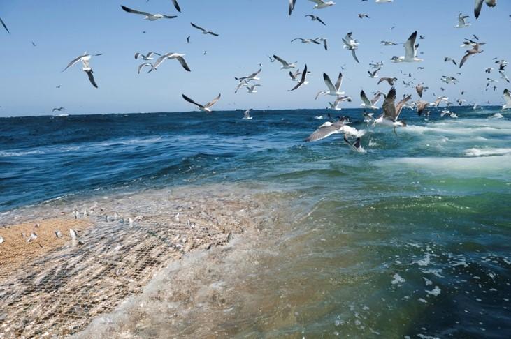 Het net van een pelagische trawler wordt gehaald. Christian Åslund Photography 5.2. Vis opslaan in de tanks Het behalen van een zo hoog mogelijke kwaliteit van de vis begint al bij het vangen.