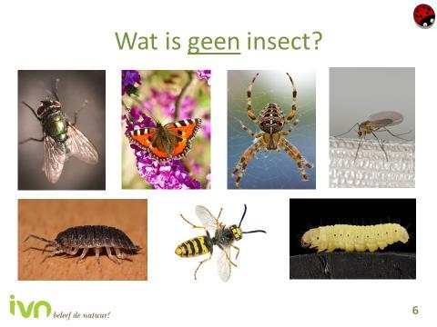 Dia 5 Wat is een insect 3 Bij deze dia controleren de leerlingen elkaars tekening van een insect. Kunnen ze nog steeds zeggen dat dit een insect is? En waarom niet?