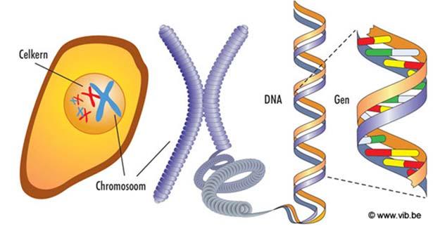 1. Inleiding De afkorting DNA staat voor desoxyribonucleïnezuur. Dit is de molecule die door alle levende organismen gebruikt wordt om erfelijke informatie te bewaren en door te geven.