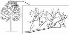 In sommige streken zijn bomen van het type ARCHI sain zeldzaam omwille van groeiomstandigheden en bosbouwmaatregelen die ongunstig zijn voor zomereik.