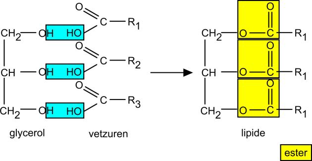 Zetmeel bestaat voor 20% uit amylose en voor 80% uit amylopectine Afb. 30 Amylose Afb. 29 - Sacharose Afb. 31 - Amylopectine 16 Lipiden Vetzuren zijn carbonzuren met lange koolstofketens.