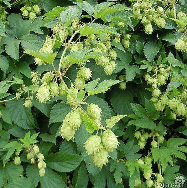 Humulus lupulus (hop) Slingerplant OH 6 5-6 Flinke groeier die elk jaar opnieuw vanaf de