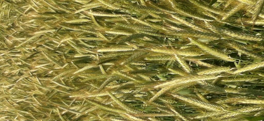 BORODINE De gezondste Vroegrijpheid: half vroeg Strolengte: half lang - lang Legervastheid: zeer goed Koudetolerantie: zeer goed Alternativiteit: alternatief TRITICALE : KWALITEIT Voedertriticale