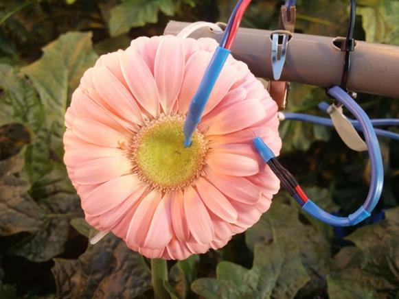 6.2 Meting bloemtemperatuur Er is met thermokoppels bij 2 bloemen gemeten aan de temperatuur onderin in het hart van de bloem en