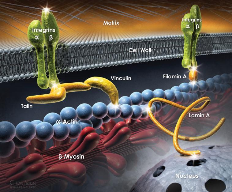 Fig 1: Het mechanotransductiecomplex.