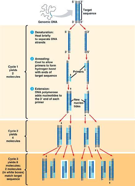 Fig.8: Het principe van DNA-amplificatie door PCR. De eerste cyclus duidt de verschillende fasen aan van één PCR-cyclus, i.e. denaturatie, hybridisatie en elongatie.