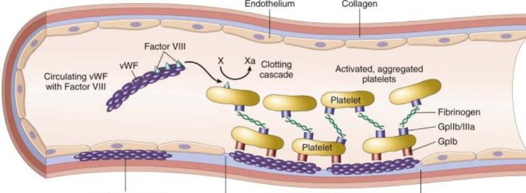 endothelium collagen circulating VWF FVIII FX FXa coagulation cascade activated,