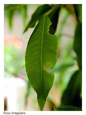 Otiorhynchus sulcatus. Volgens mijn insectengids komt de O. sulcatus, de gegroefde lapsnuitkever, voor op tal van planten in tuinen en kassen en is met name een plaag op potplanten.