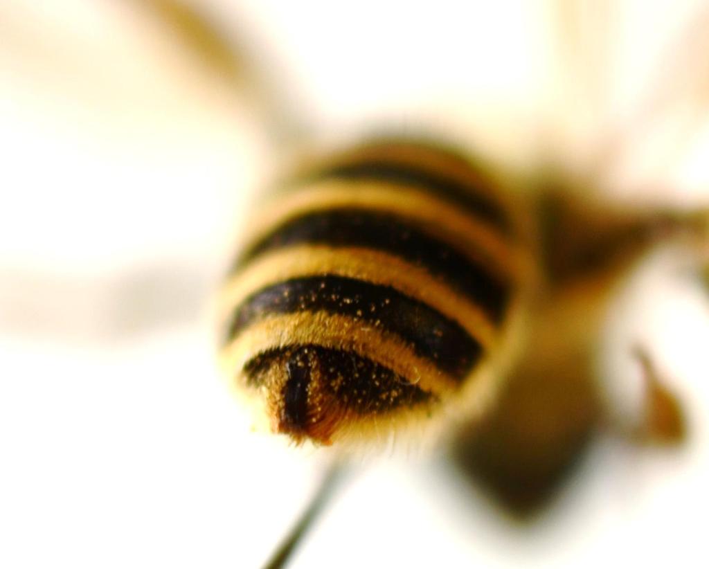 De vrouwtjes van groefbijen zijn van alle andere bijengeslachten te onderscheiden door een lengtegroefje op de punt van het