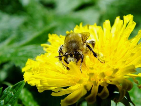 Verbloemen wij het bijenprobleem? Plaatsvervangend lector Bijengezondheid, Arjen Strijkstra, vertelt in zijn bijdrage over verschillende manieren om tegen bescherming van bijen aan te kijken.