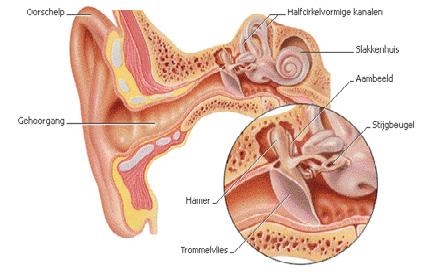 Geluid bestaat uit luchttrillingen. Deze trillingen komen via de gehoorgang op het trommelvlies. Het trommelvlies en de gehoorbeentjes versterken en geleiden de trillingen naar het slakkenhuis.