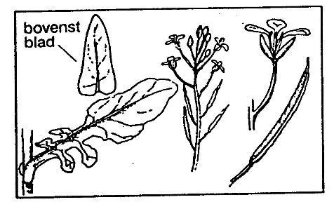 Geopende bloemen niet boven de bloemknoppen uitreikend. Kroonbladen 12-18 mm. Kelkbladen uiteindelijk schuin omhoog staand. Vrucht 5-10 cm, met een 0,5-1,5 cm lange snavel. Alle bladen blauwgroen.