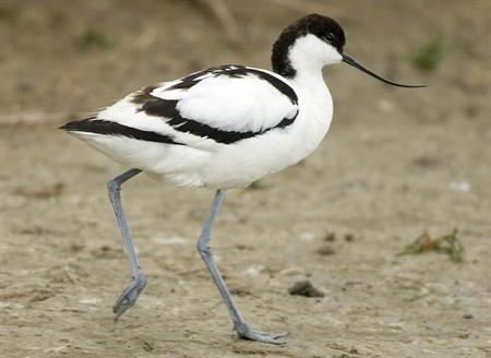 Eindquiz De vrije vogel Namen