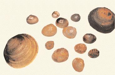 52 DEEL 1 1. Inleiding Hoornschalen en erwtenmossels zijn kleine tot zeer kleine tweekleppigen (foto 1; tabel 1). Zij behoren tot de meer algemene bewoners van zoet water.