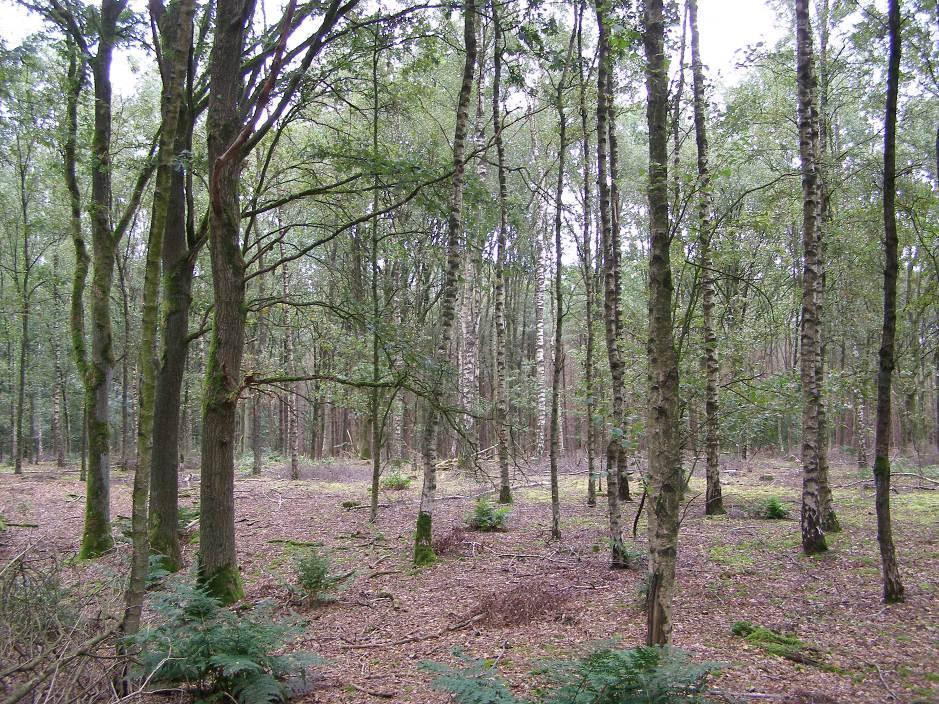 Als streefwaarde voor de droge heide geldt dat het overgrote deel van het terrein bestaat uit heidevegetaties of vegetaties gedomineerd door bochtige smele of pijpenstrootje.