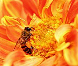Verschillen in defensief gedrag Honingbij-ondersoorten verschillen in defensief gedrag Wat is belangrijkste factor voor defensieve gedrag van de honingbij?